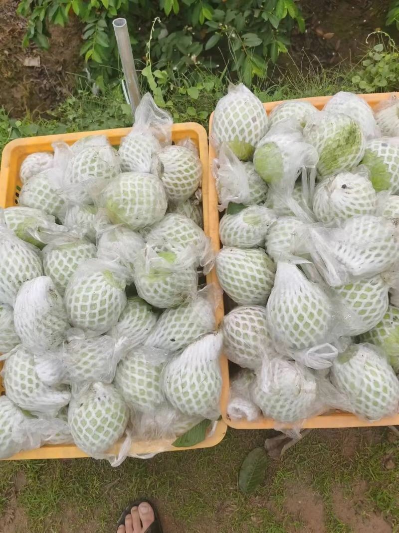 红心芭乐白心芭乐番石榴一件代发基地直供量大从优