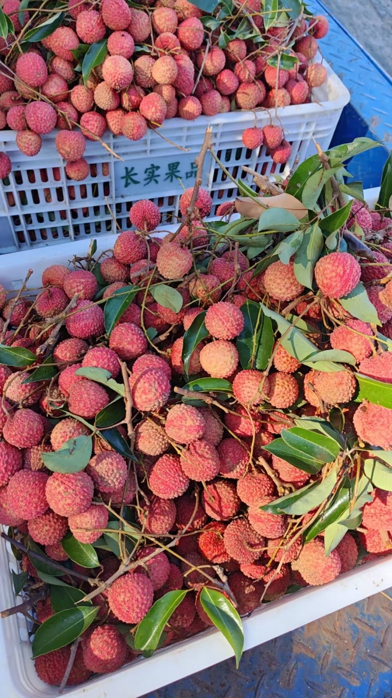 增城**桂味荔枝