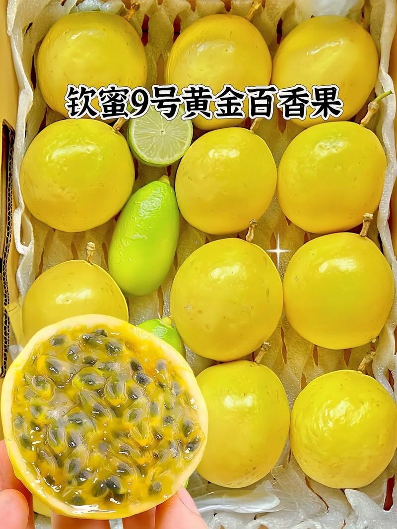 广东廉江钦密九号百香果千亩种植基地供应专业代办日供两万斤