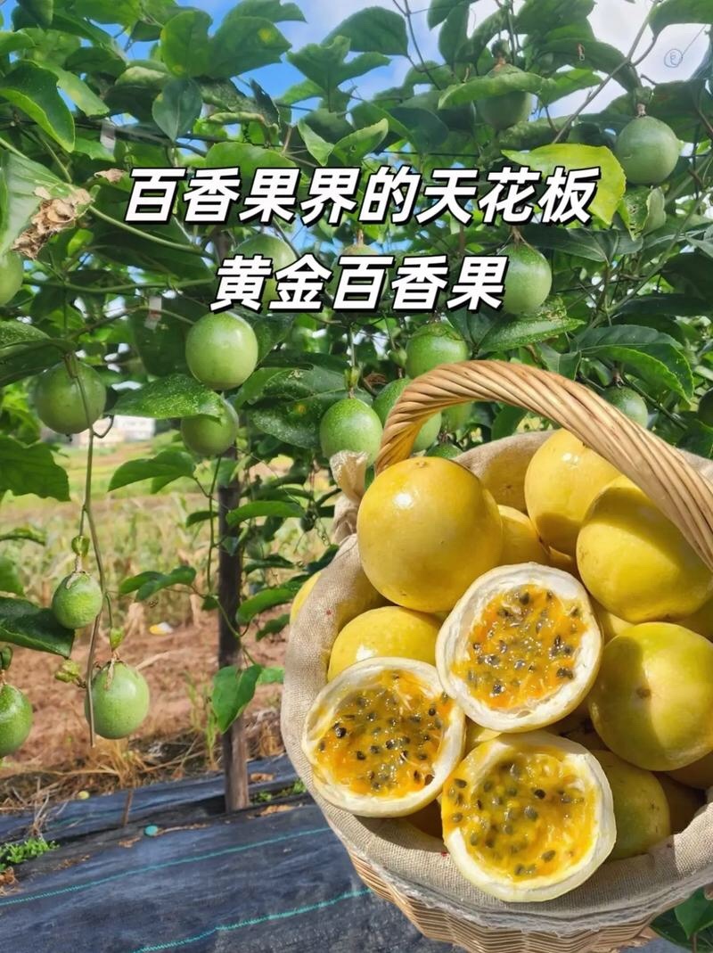 广东廉江钦密九号百香果千亩种植基地供应专业代办日供两万斤