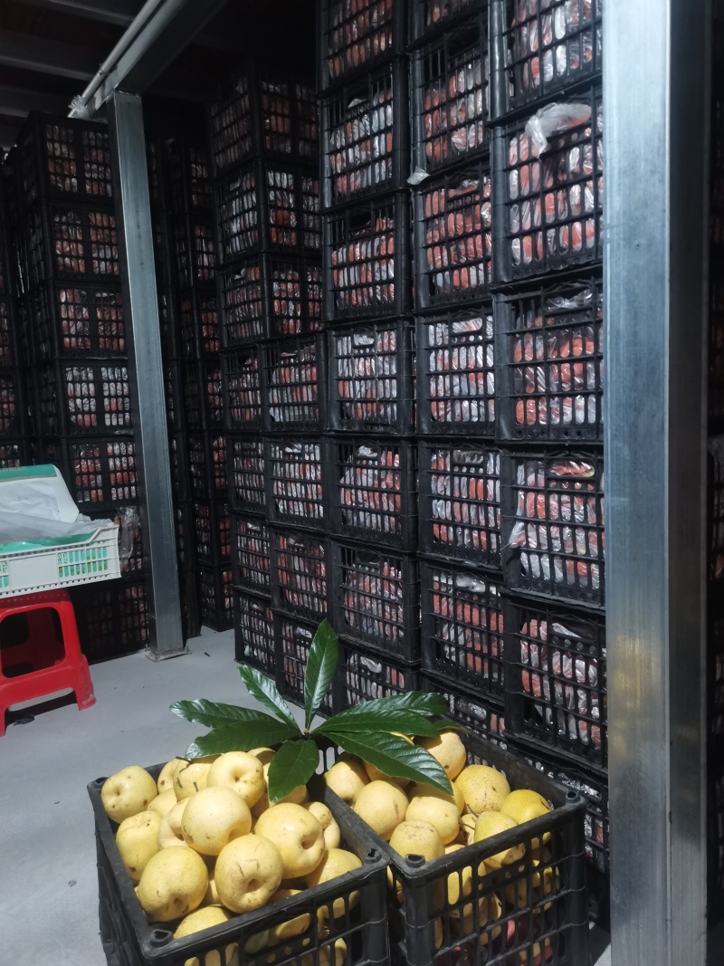 精品雪花梨货源充足量大从优质量保证欢迎咨询