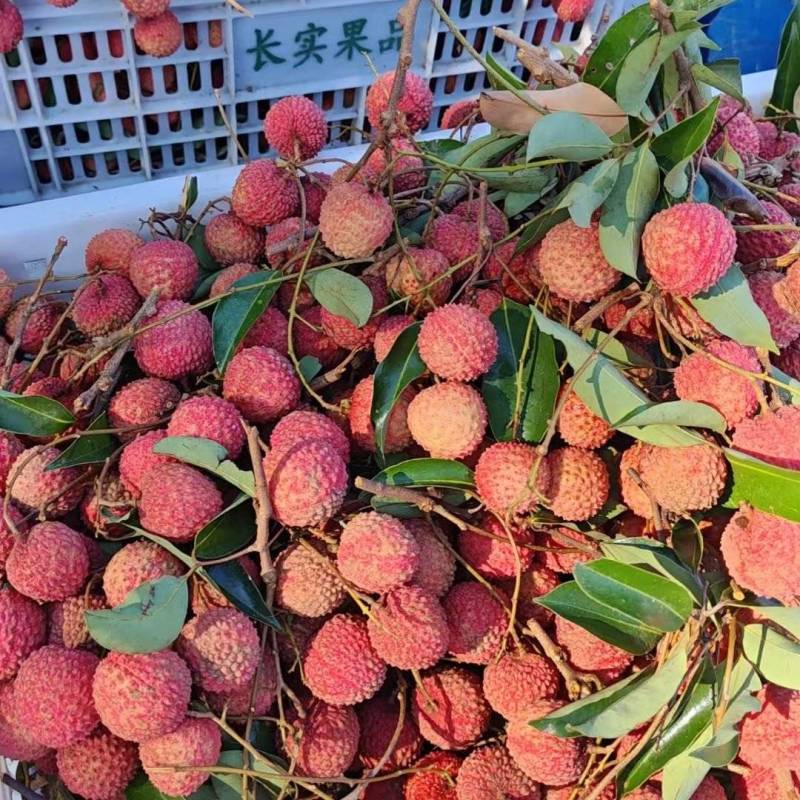 增城**桂味荔枝