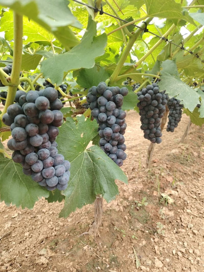 夏黑葡萄大量有货，货源充足，价位合适，需要联系