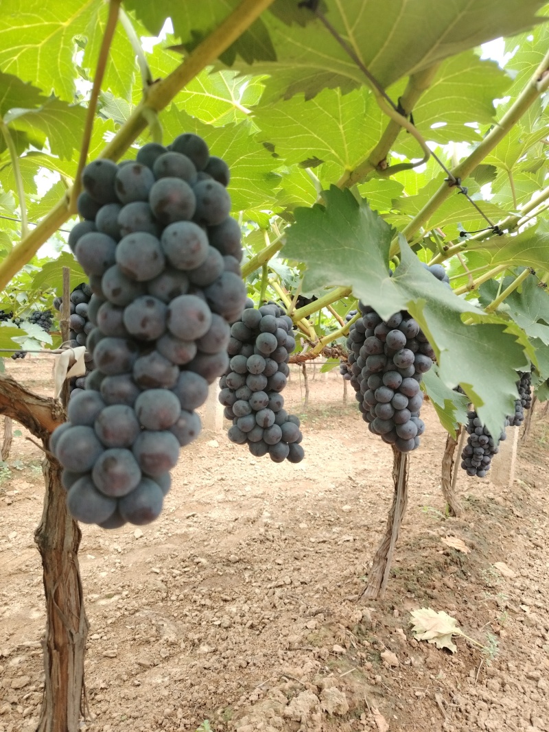 夏黑葡萄大量有货，货源充足，价位合适，需要联系