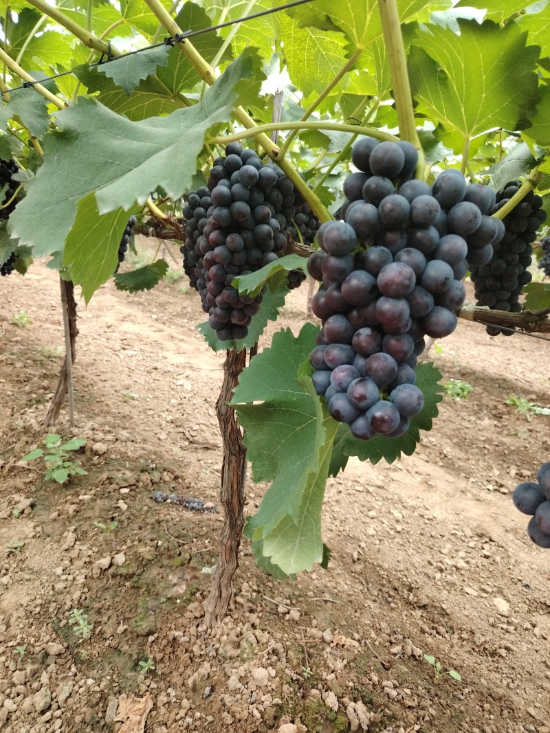 夏黑葡萄大量有货，货源充足，价位合适，需要联系
