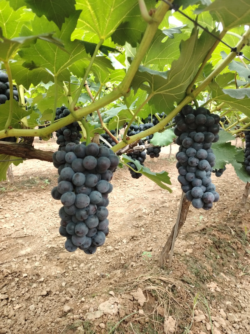 夏黑葡萄大量有货，货源充足，价位合适，需要联系