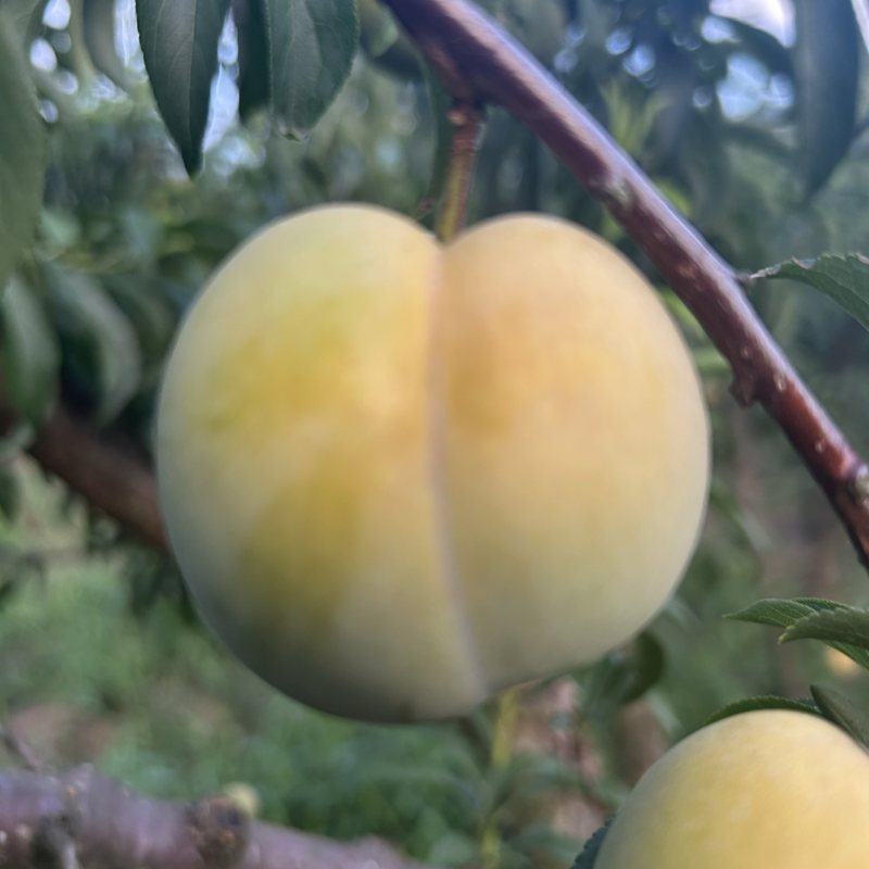 蜂糖李果园直发