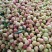 贵州毛桃，血丝桃！朱砂红桃
