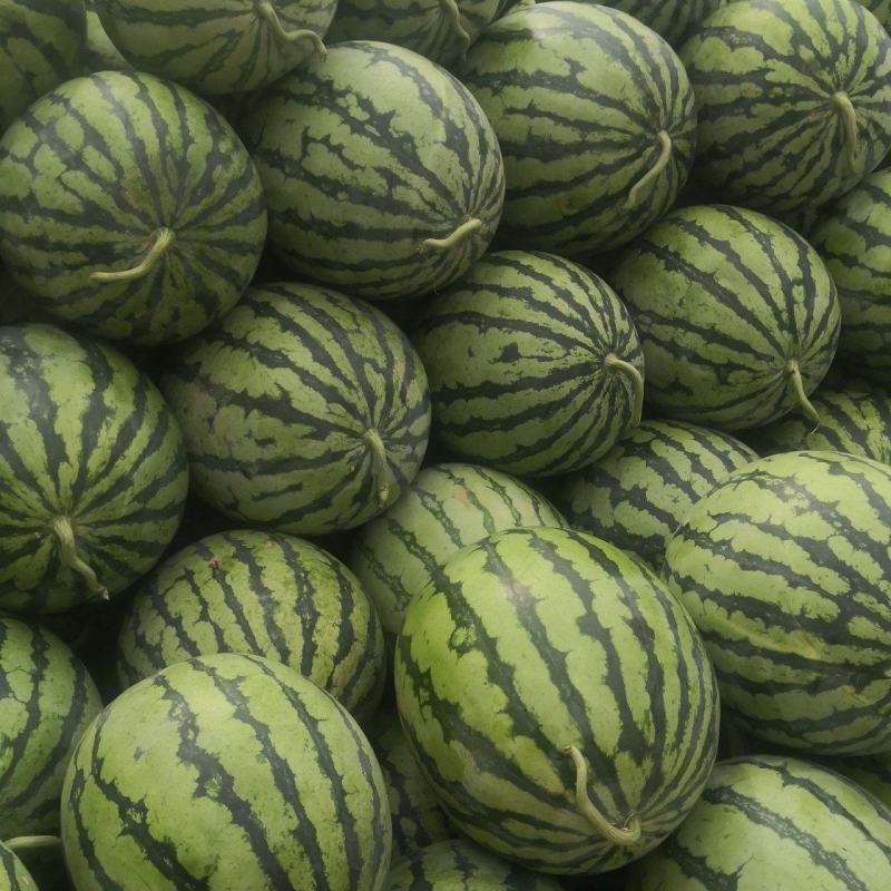 大量供应有籽美都