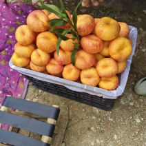 遵化油桃油蟠桃品种齐全山地货，皮毛亮，口感甘甜，望速采购