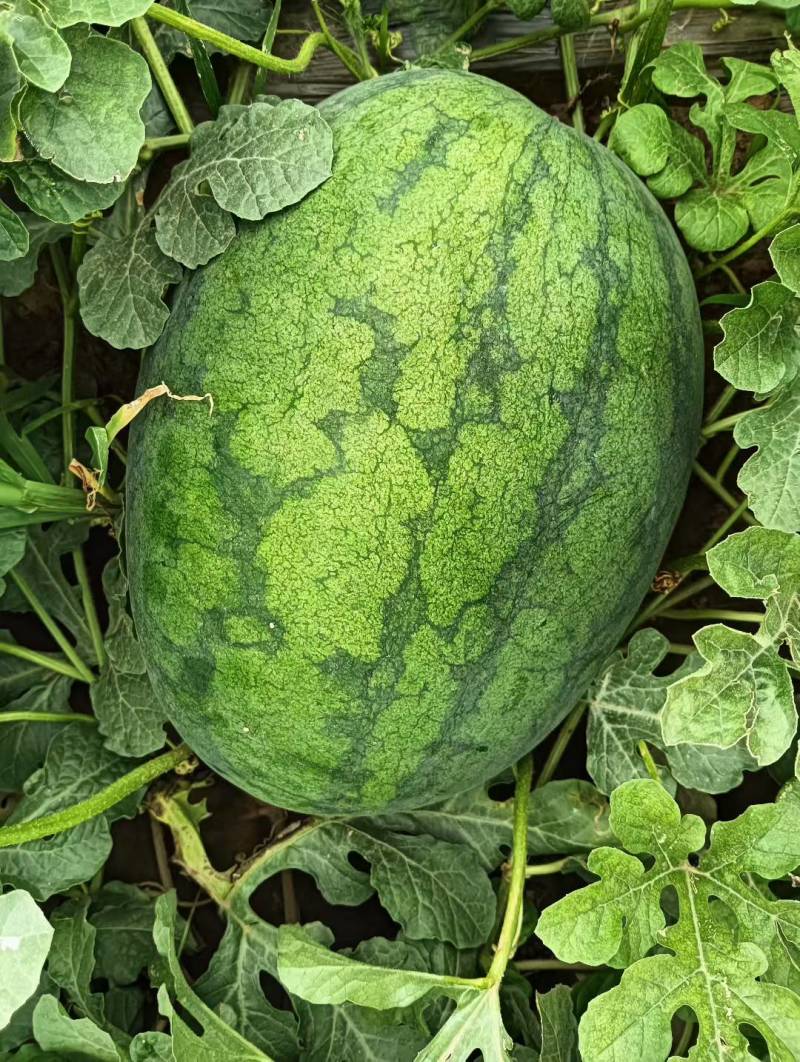 河北西瓜金城五系列沙地西瓜皮薄糖度高头茬