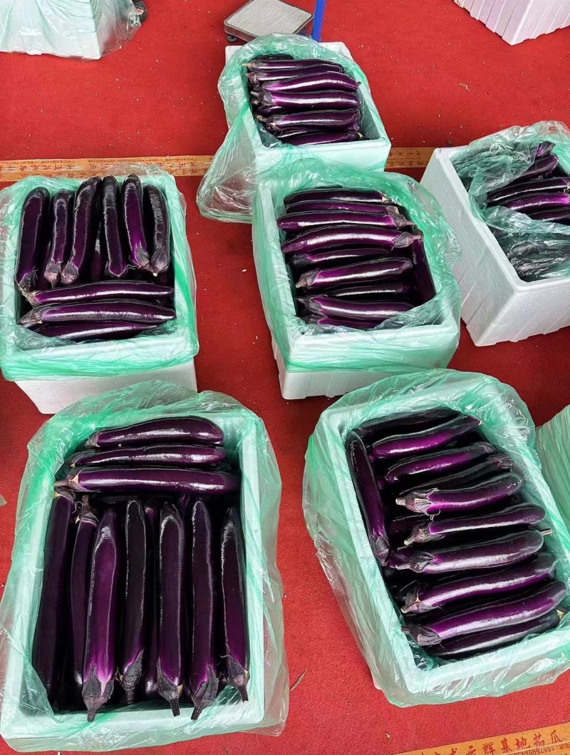 贵州茄子紫长茄烧烤茄大量供应欢迎洽谈