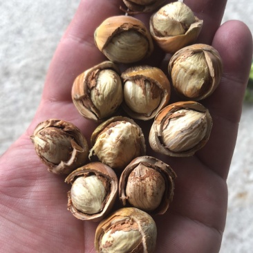 原地发货，青皮，大粒榛子，价格实惠，质量优，可一件代发