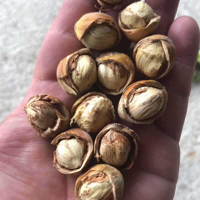 原地发货，青皮，大粒榛子，价格实惠，质量优，可一件代发