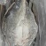 清江鱼