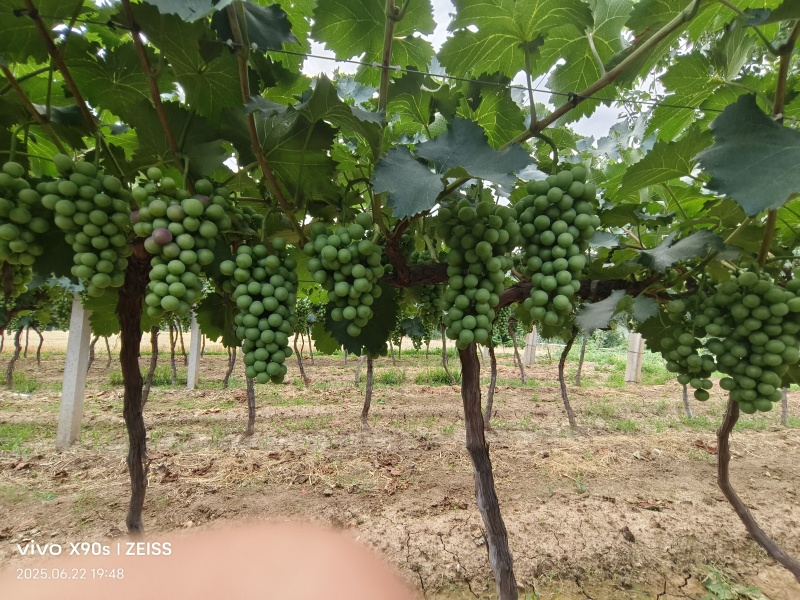 陕西宝鸡大量加工厂的货源，