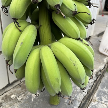 广粉