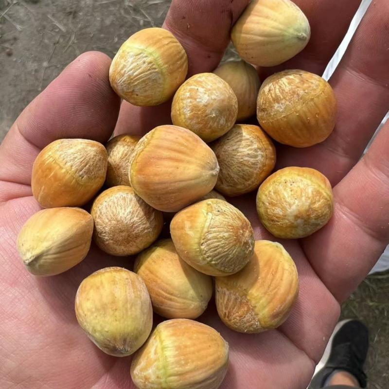 常年批发榛子，熟榛子，生榛子，货源充足，全国可发货