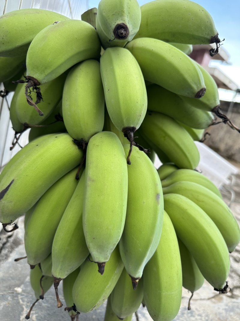 广粉