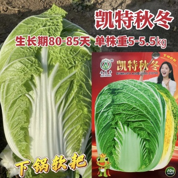 凯特秋冬大白菜种子特大颗杂交黄心白菜种子秋季黄芯结球白菜