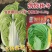 凯特秋冬大白菜种子特大颗杂交黄心白菜种子秋季黄芯结球白菜