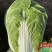凯特秋冬大白菜种子特大颗杂交黄心白菜种子秋季黄芯结球白菜