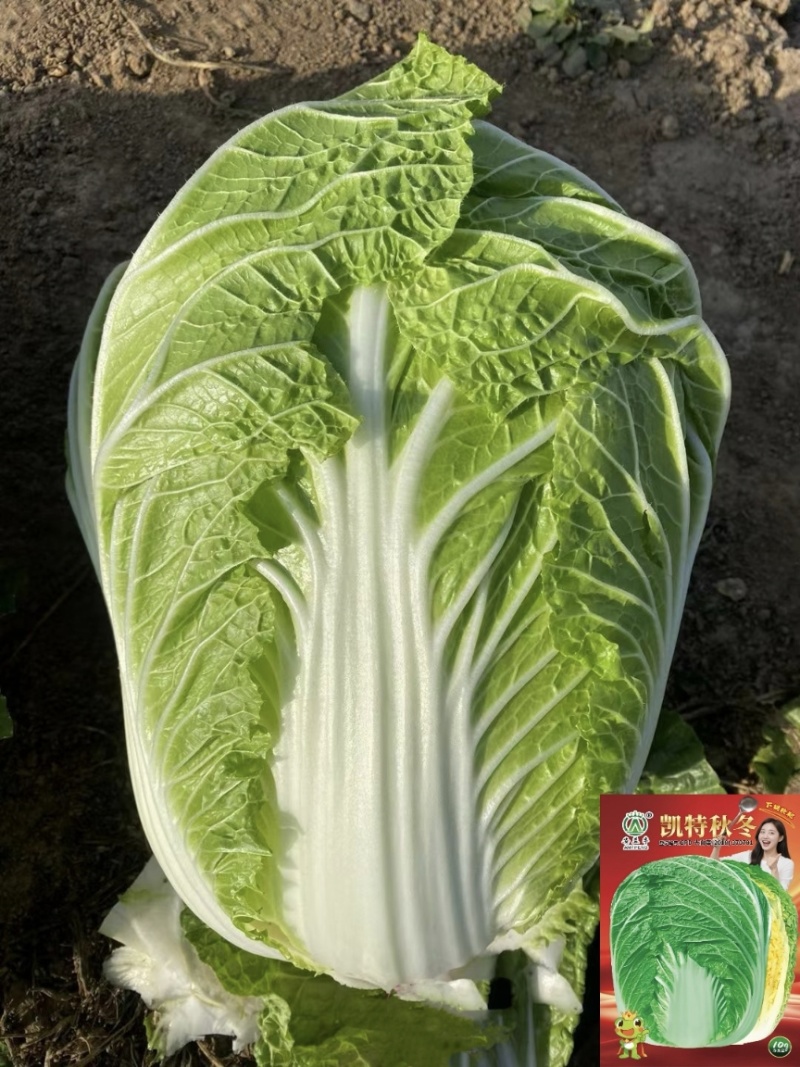凯特秋冬大白菜种子特大颗杂交黄心白菜种子秋季黄芯结球白菜