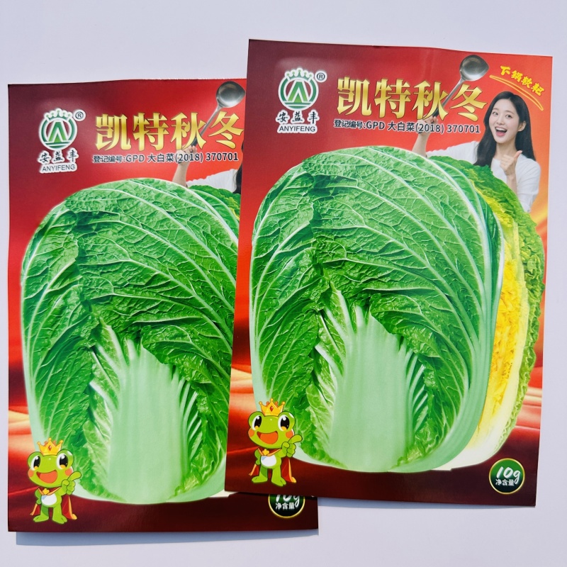 凯特秋冬大白菜种子特大颗杂交黄心白菜种子秋季黄芯结球白菜