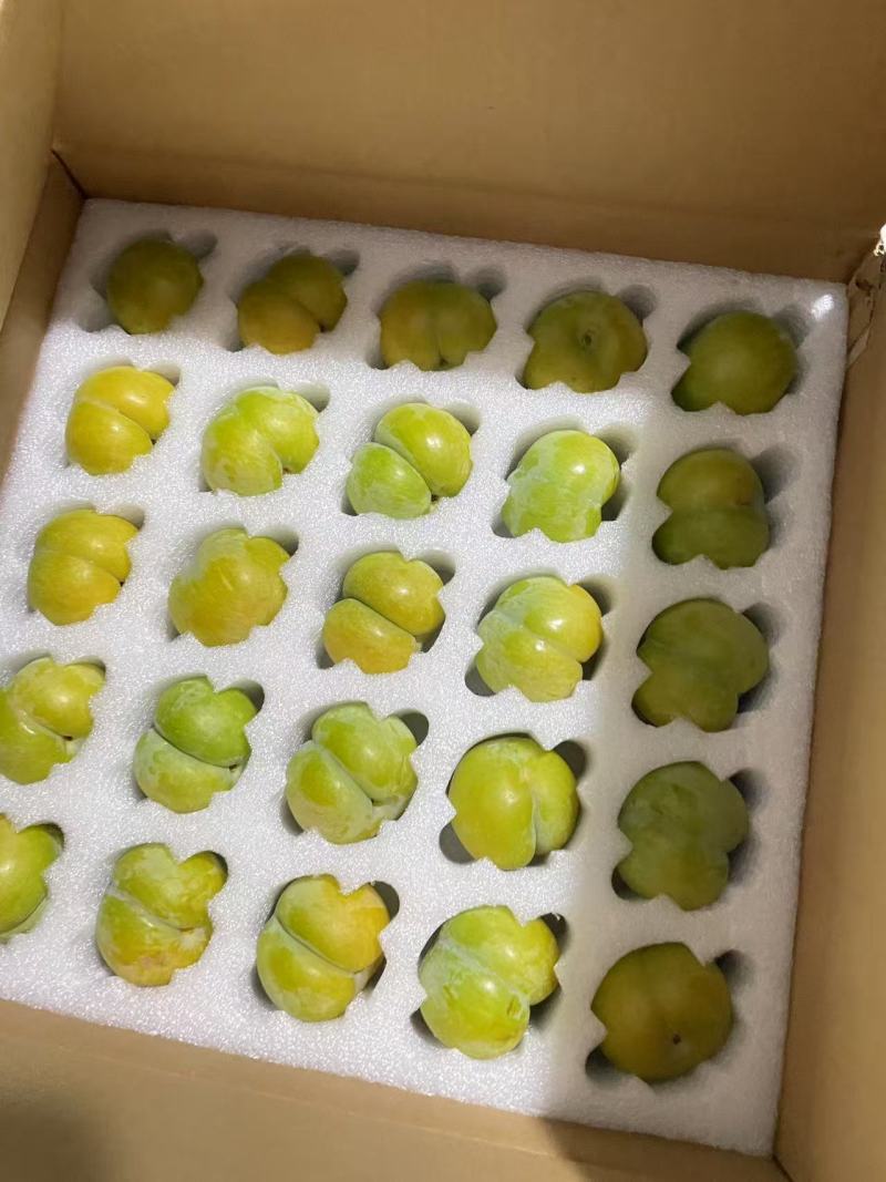 蜂糖李