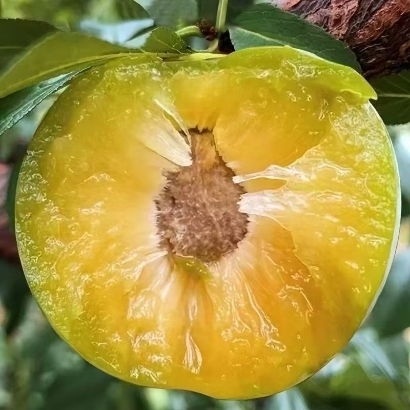 蜂糖李