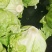 球生菜