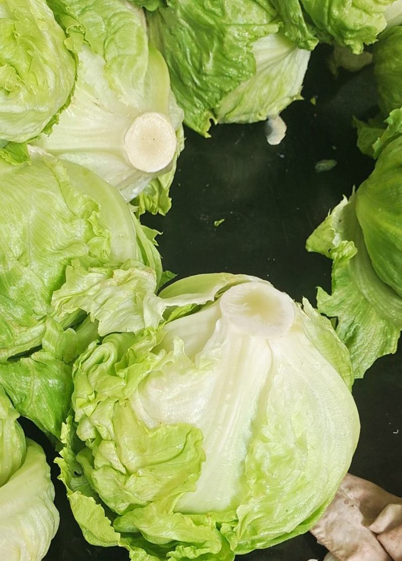 球生菜