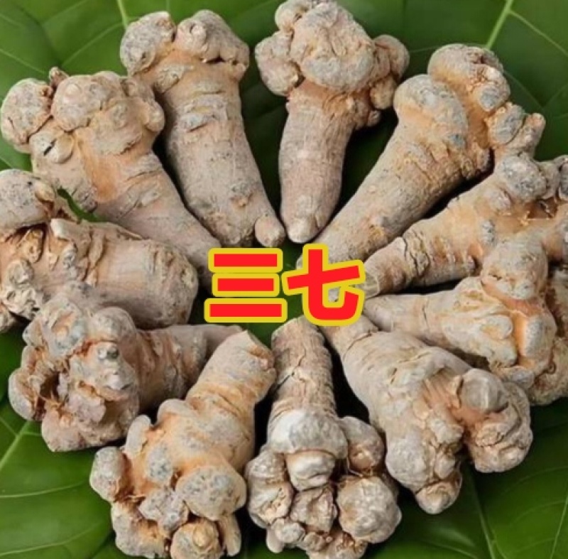 三七头大量有货各种规格齐全欢迎各位老板来电咨询订购
