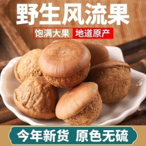 西藏风流果可泡酒可搭配双肾子木腰子果中药材