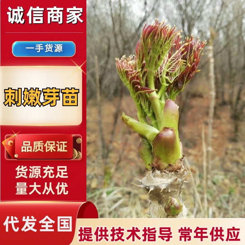 刺嫩芽苗苗木种苗成活率高规格齐全放心苗