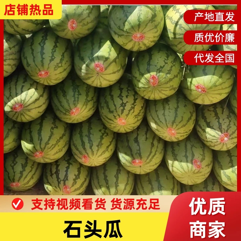宁夏真宗石头瓜，大量出货中，需要赶紧联系，诚信合作，