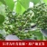新鲜青花椒麻椒2025年新鲜湿花椒真空包装一件代发
