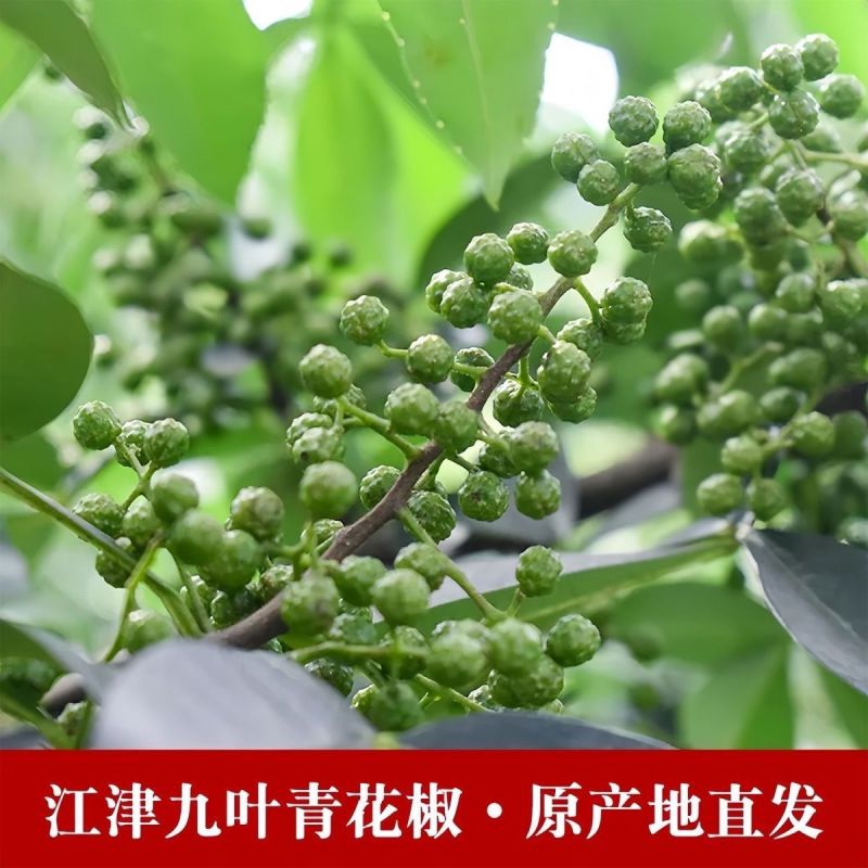 新鲜青花椒麻椒2025年新鲜湿花椒真空包装一件代发