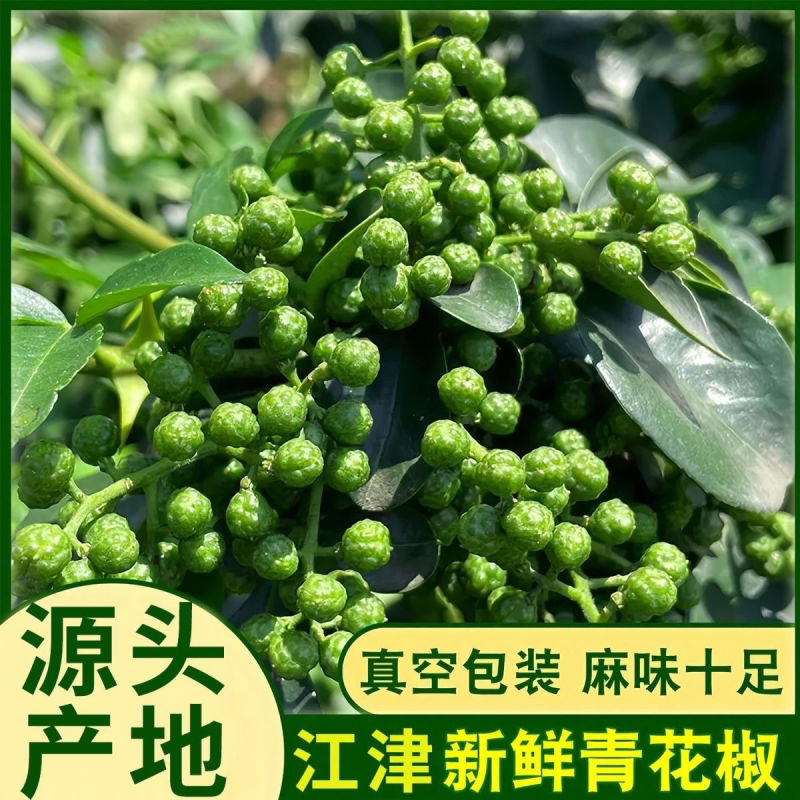 新鲜青花椒麻椒2025年新鲜湿花椒真空包装一件代发