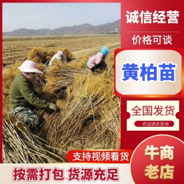 黄柏苗放心苗规格齐全提供技术
