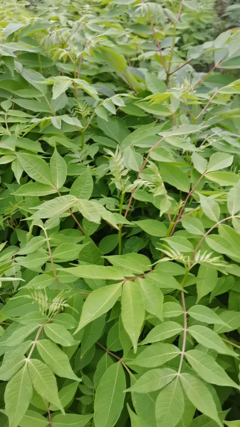 黄柏苗放心苗规格齐全提供技术