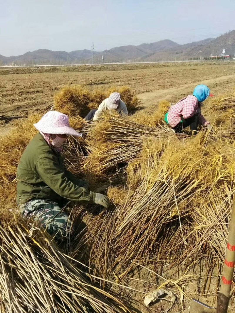 黄柏苗放心苗规格齐全提供技术