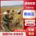 黄柏苗放心苗规格齐全提供技术