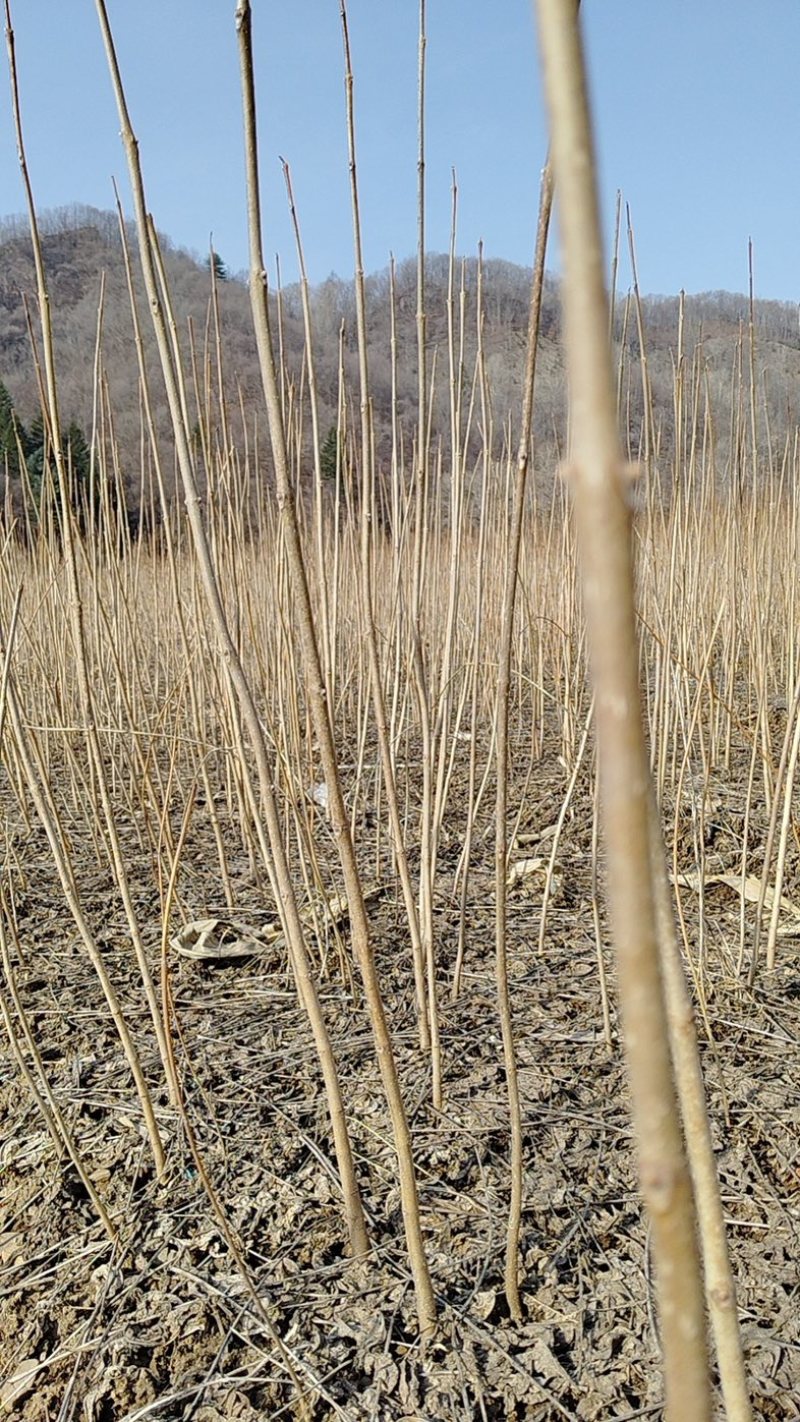 黄柏苗放心苗规格齐全提供技术