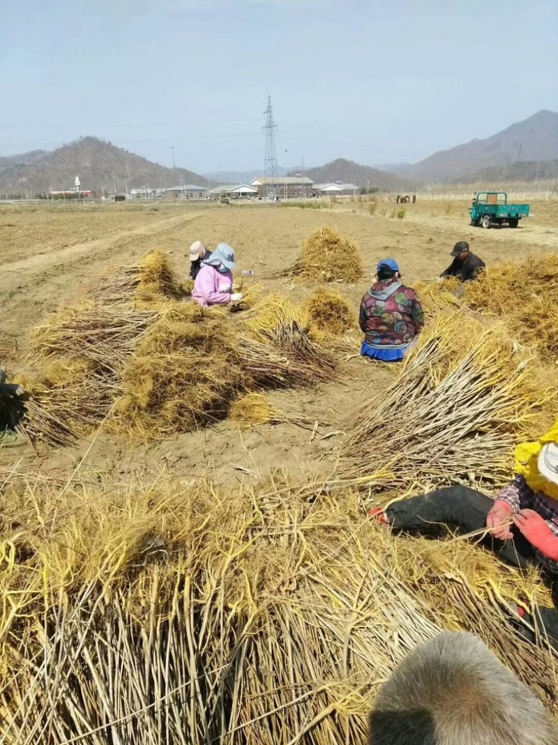 黄柏苗放心苗规格齐全提供技术