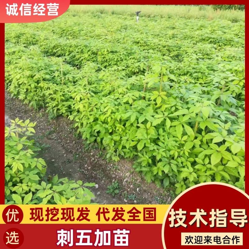 精品刺五加苗现挖现发批发刺五加苗大量有货