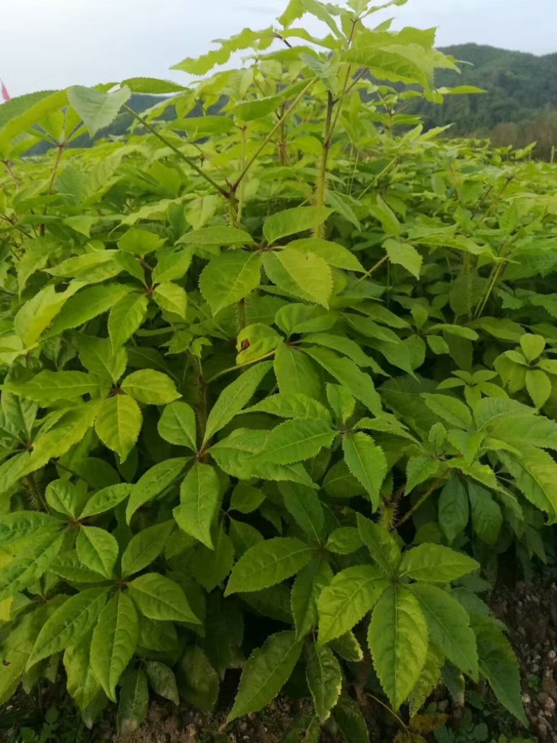精品刺五加苗现挖现发批发刺五加苗大量有货
