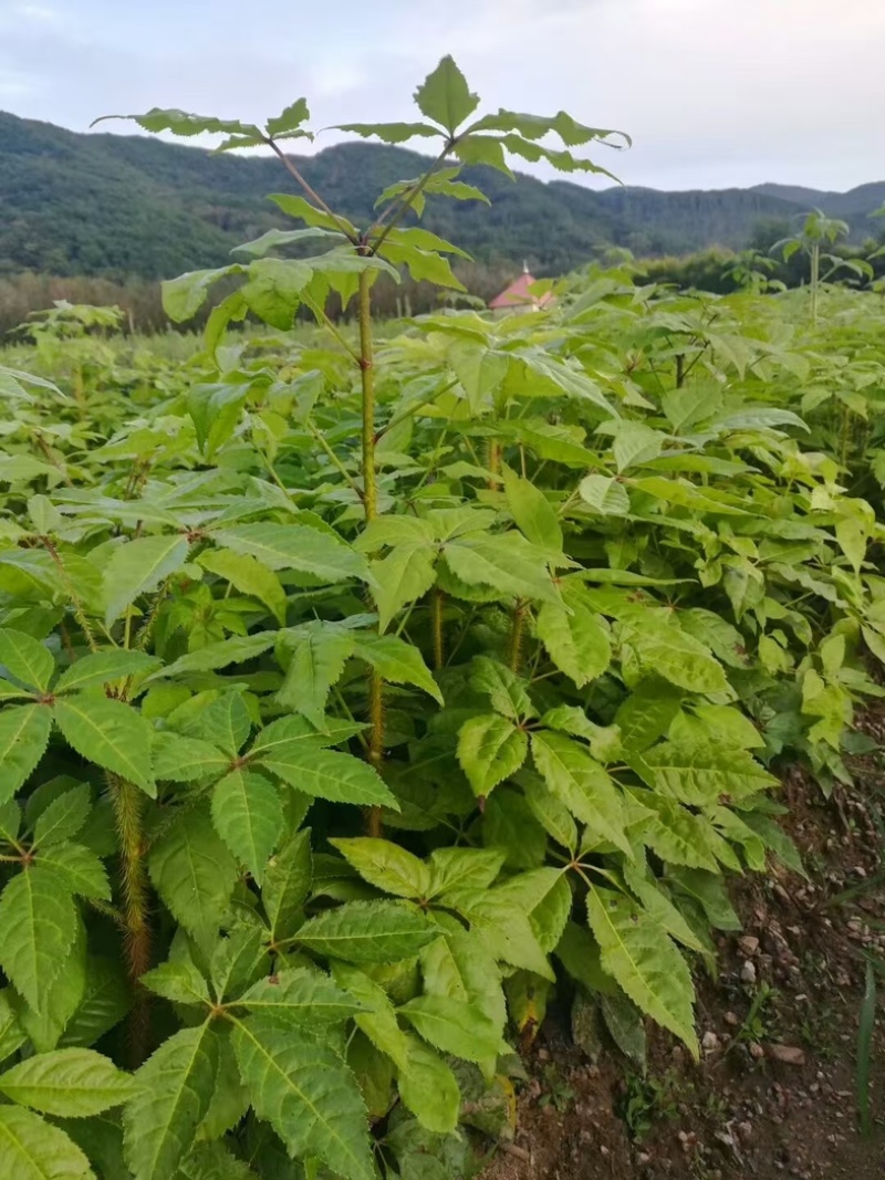 精品刺五加苗现挖现发批发刺五加苗大量有货