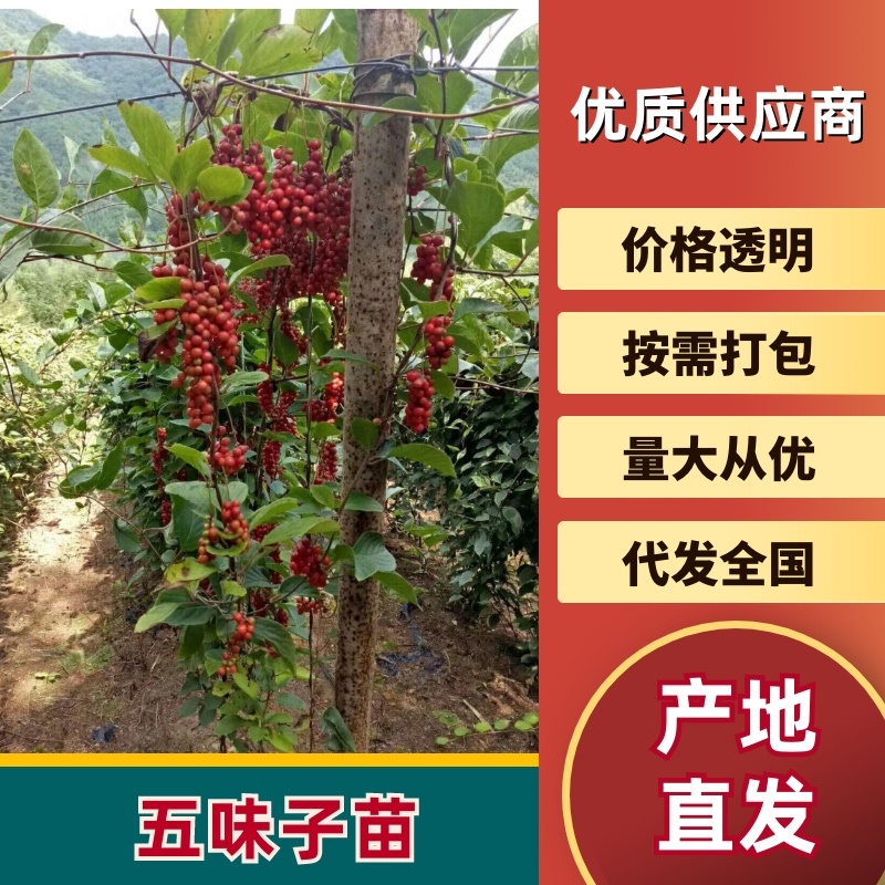 批发五味子苗基地大量出售成活率高产量高