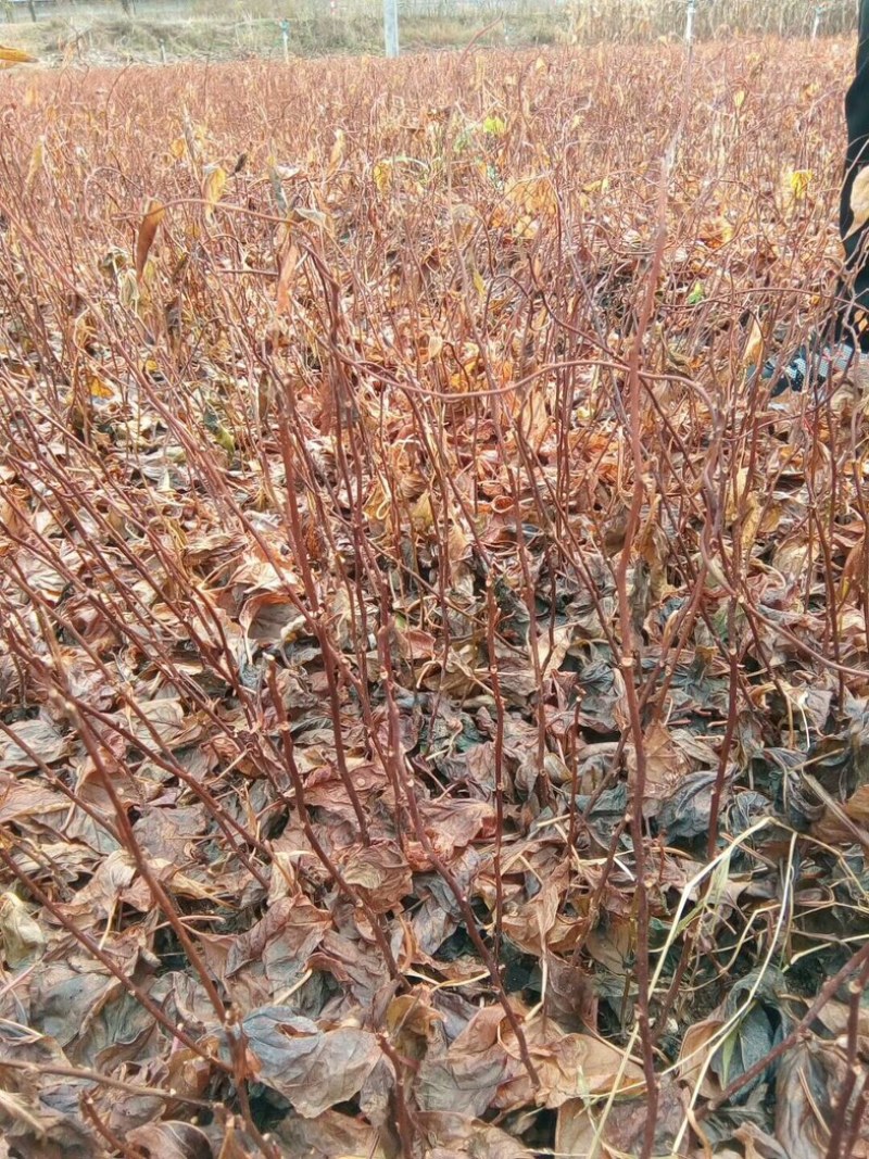 批发五味子苗基地大量出售成活率高产量高